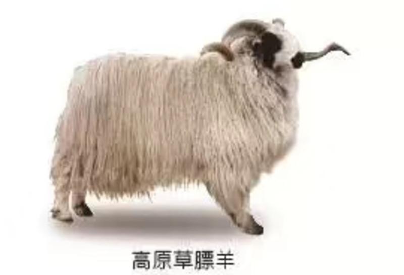 青海原产地藏系草膘羊，分割产品，真空包装(量大优惠)