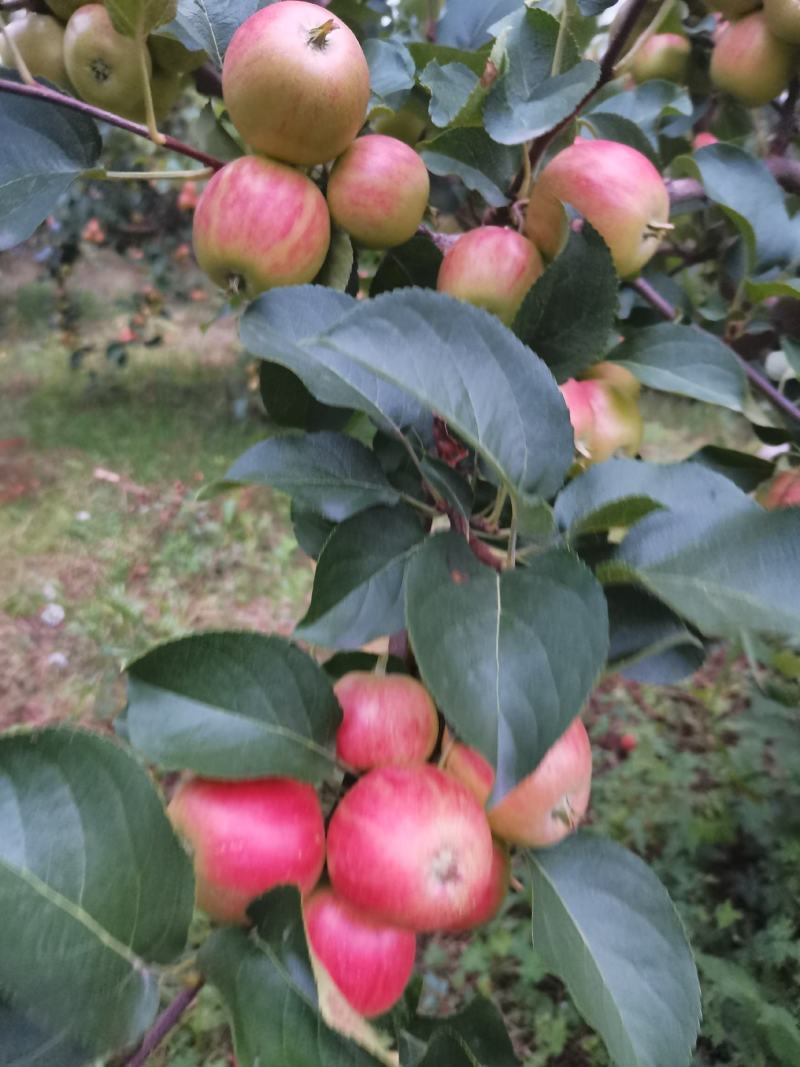 北方特色123苹果，红太平，不打蜡，自然上色