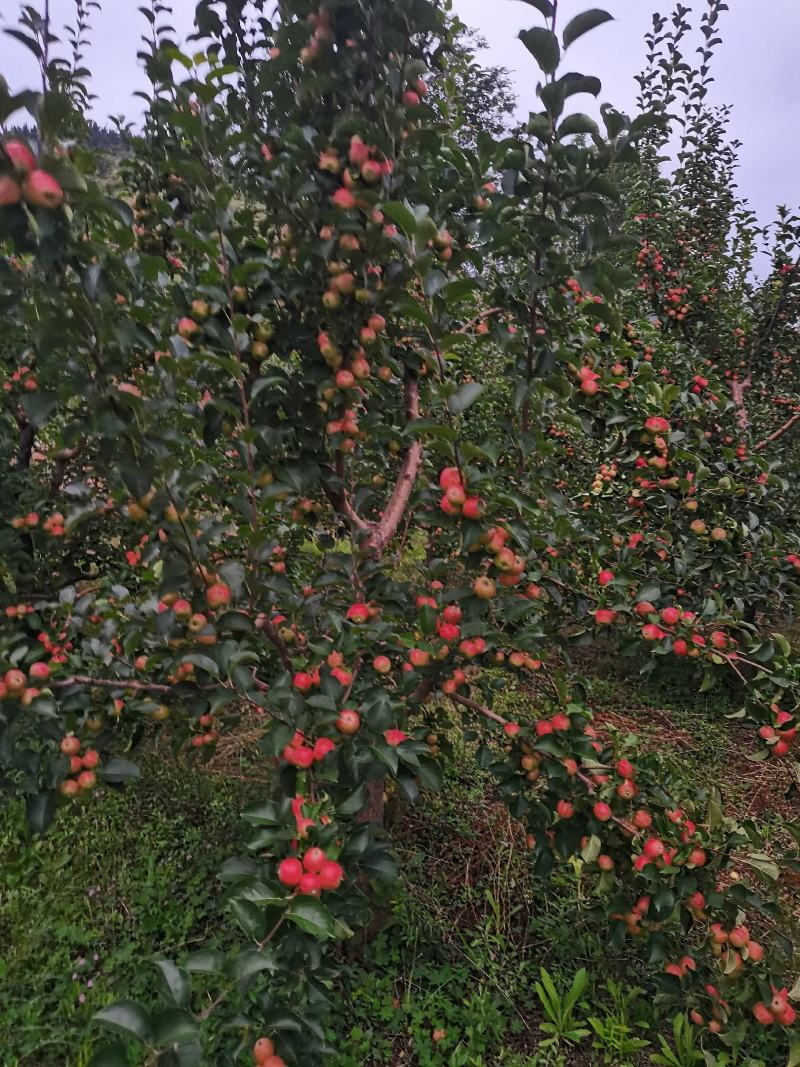 北方特色123苹果，红太平，不打蜡，自然上色