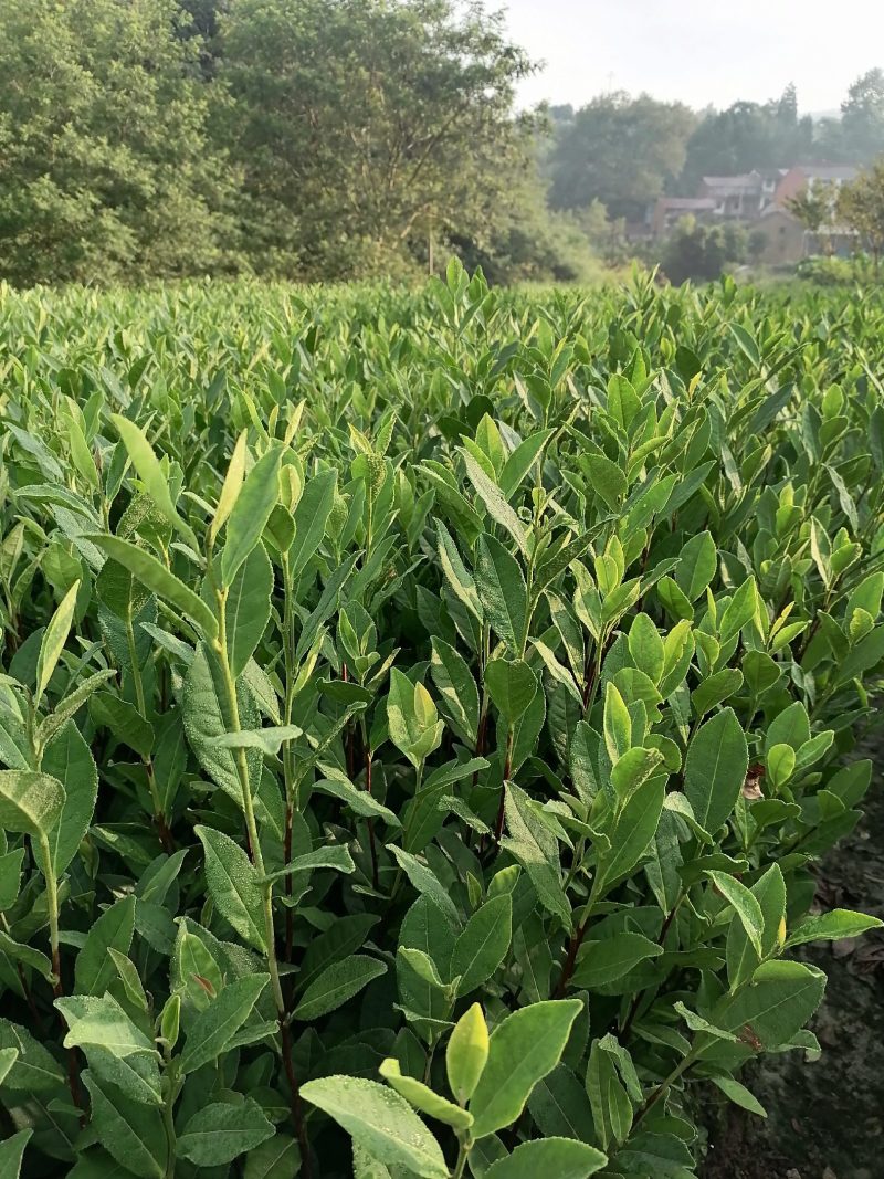 龙井43茶树苗历久弥新，型性系，当年生良种茶苗量大从优