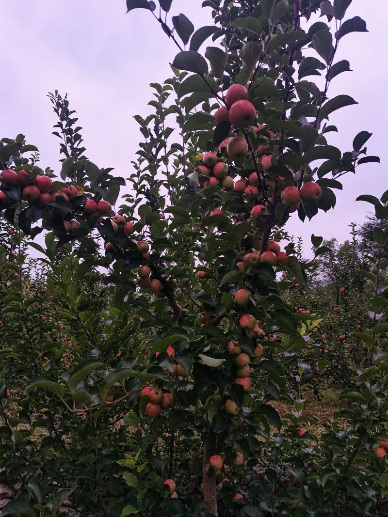 北方特色123苹果，红太平，不打蜡，自然上色