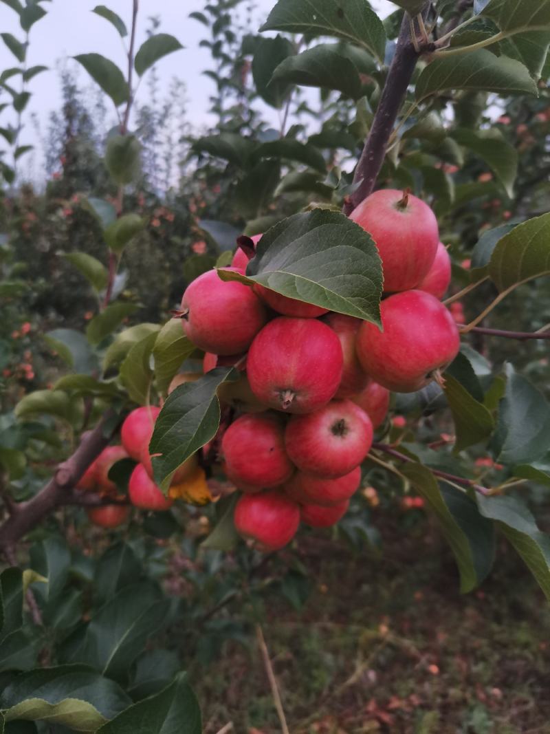 北方特色123苹果，红太平，不打蜡，自然上色