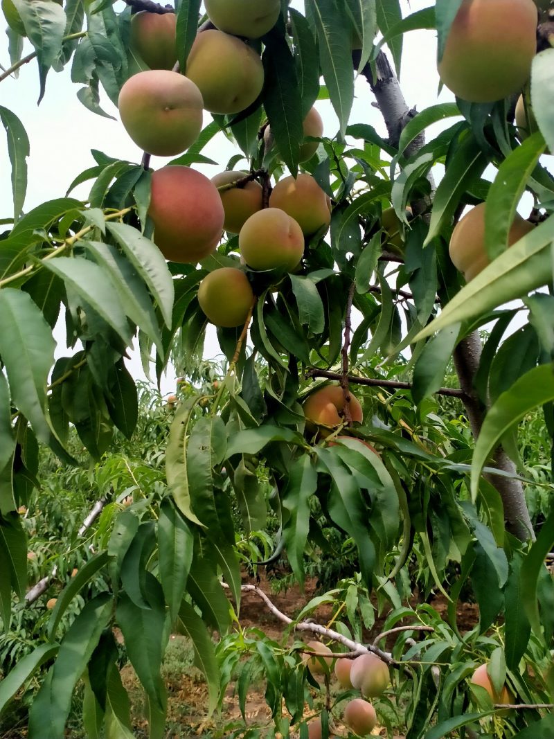 脆甜的离核蜜桃大量上市