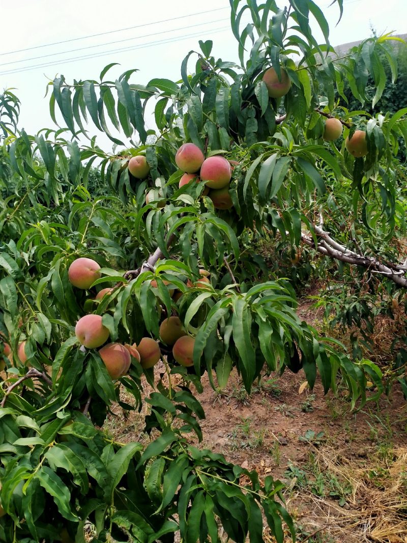 脆甜的离核蜜桃大量上市