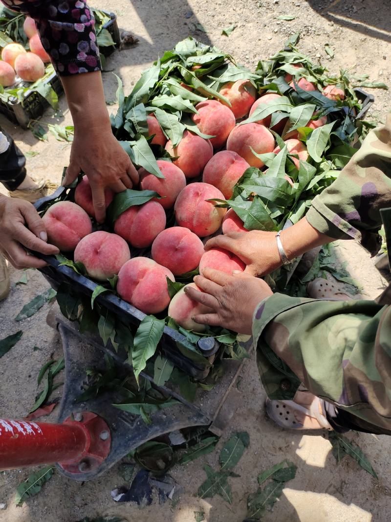 基地直供河北唐山丰润万亩桃园欢迎新老朋友光临
