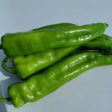 绿皮辣椒
