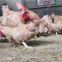 正宗三黄脆皮鸡（210天日龄）皮脆肉香山林养殖