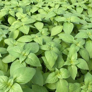 精品大叶荊芥大量上市