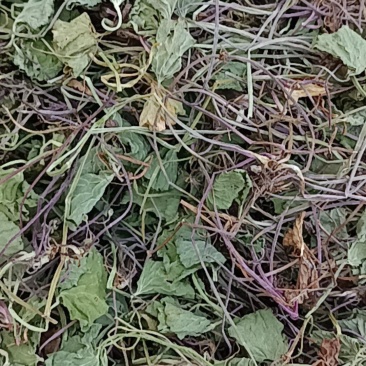 积雪草雷公根