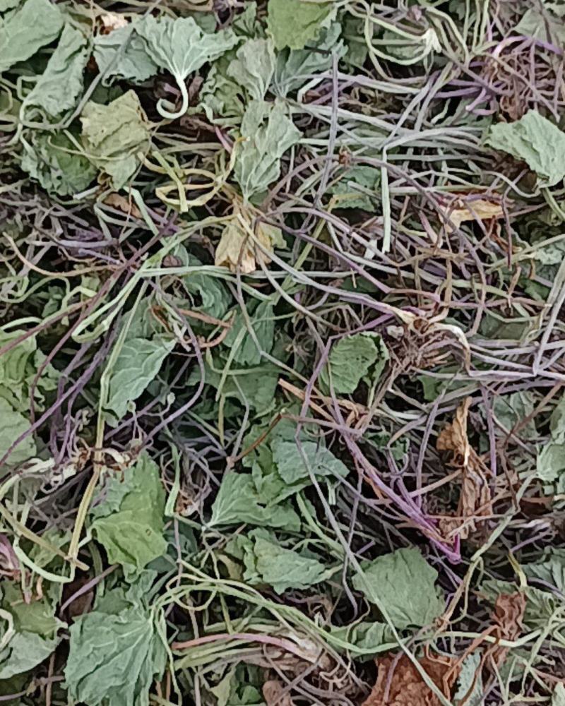 积雪草雷公根