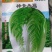 神青冬福大白菜，高抗病，特丰产，效益高。