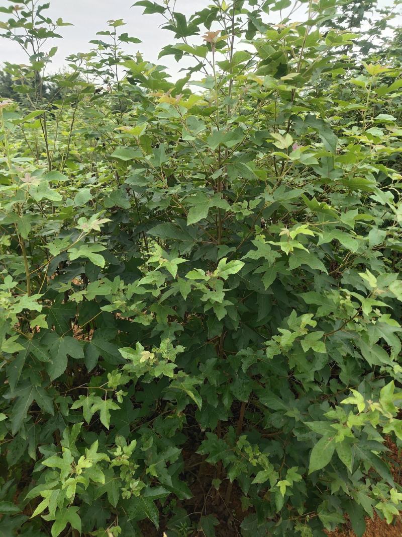 1-2年枫香苗大量出售，欢迎实地考察预定。