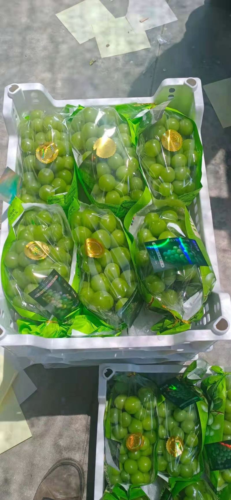 阳光玫瑰大量上市，产地直供，货源充足，欢迎前来选购