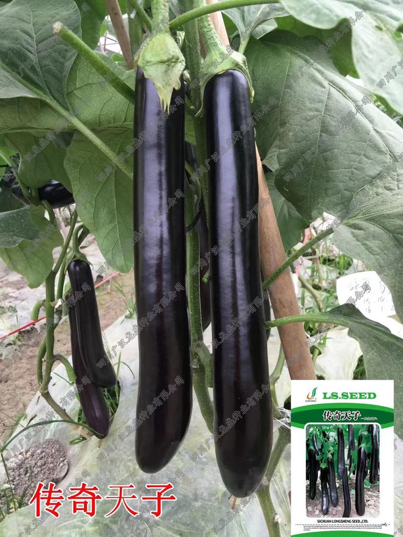 传奇天子茄子种子绿霸长茄种子一代杂早熟高端品种种子