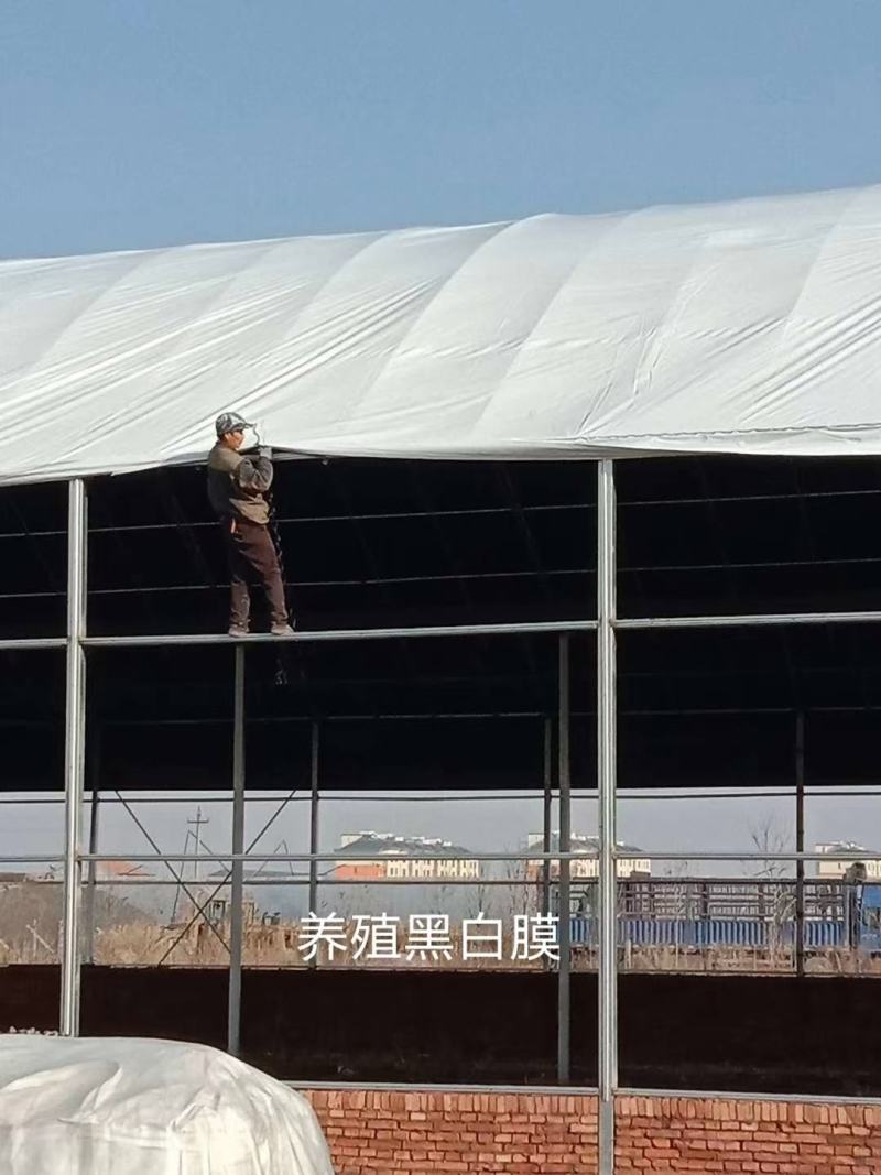 黑白膜大棚膜养殖大棚食用菌大棚苫盖等用途