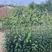 新品种养生梨树苗三季梨苗刮泥梨树苗脱毒处理适合南北方种植