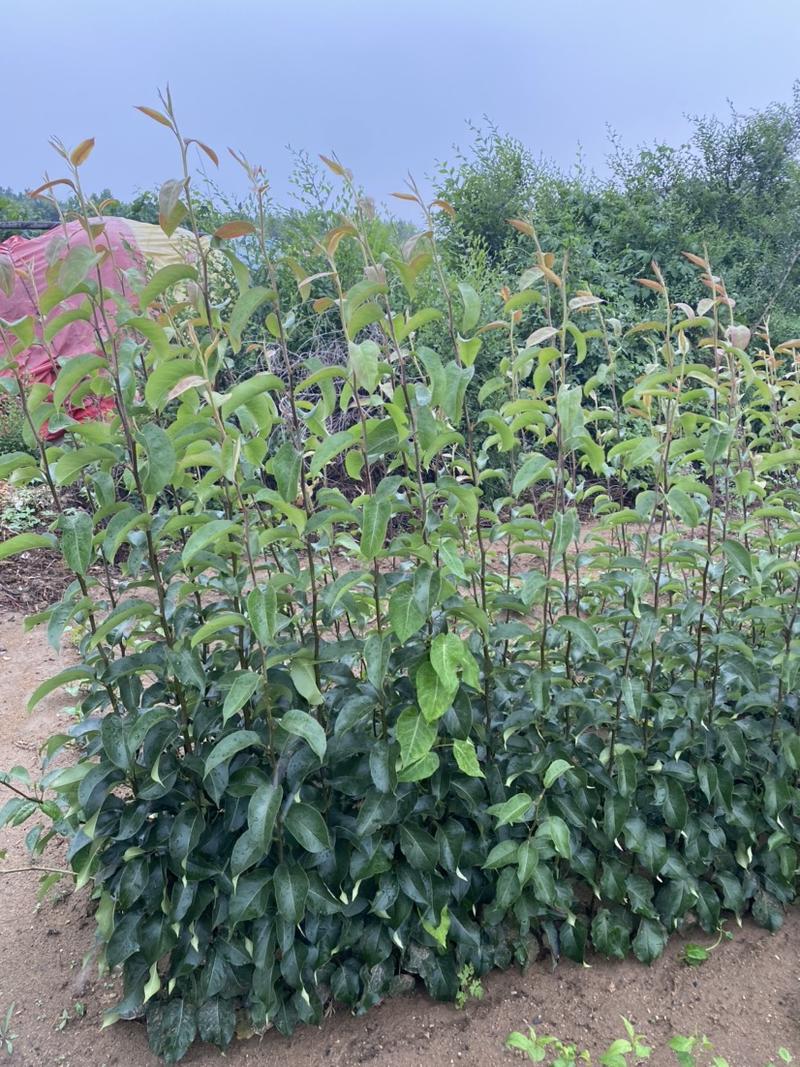 新品种养生梨树苗三季梨苗刮泥梨树苗脱毒处理适合南北方种植