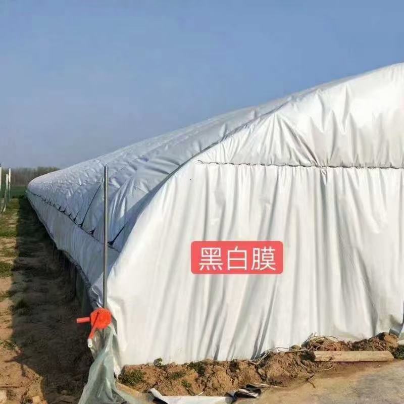 黑白膜大棚膜养殖大棚食用菌大棚苫盖等用途