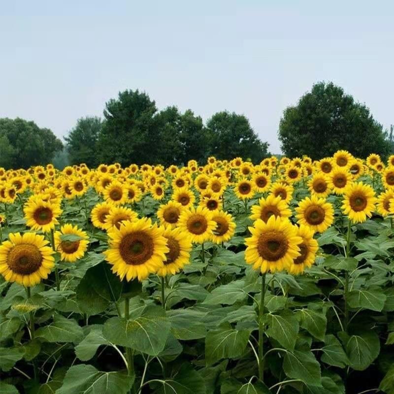观赏向日葵种子籽盆栽食用向日葵大型花卉种子