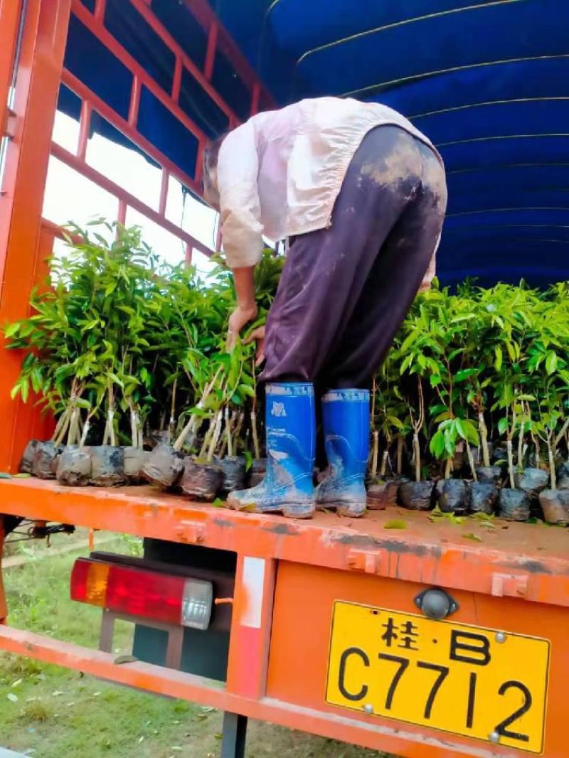 沉香棋楠苗