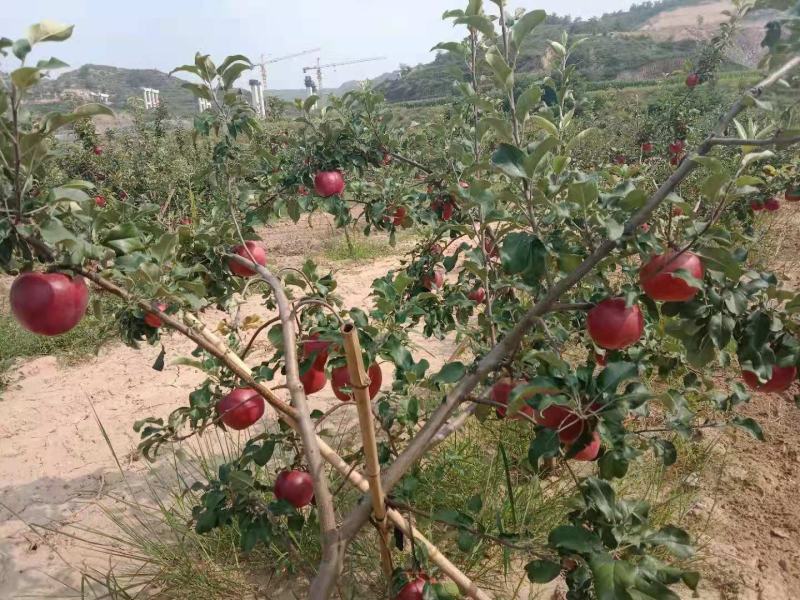 华硕苹果大量成熟