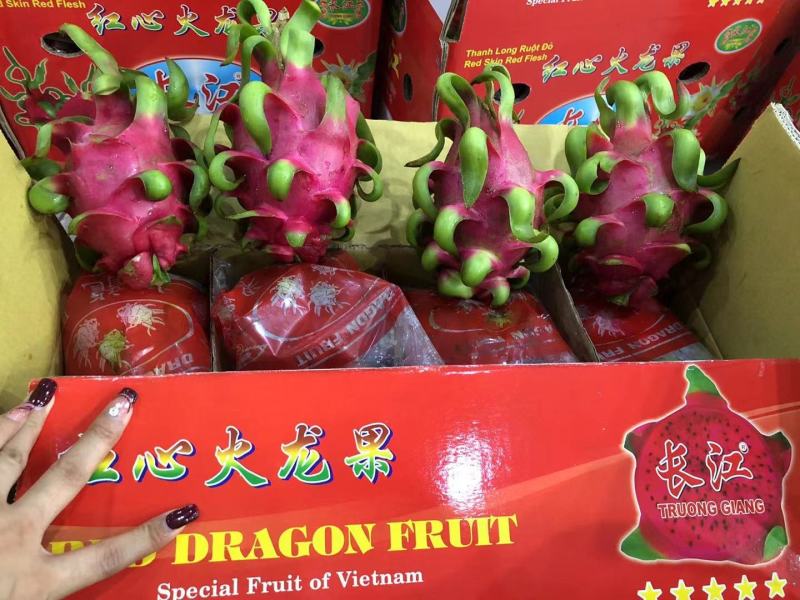 越南红心火龙果等级货电商货一手货源直供