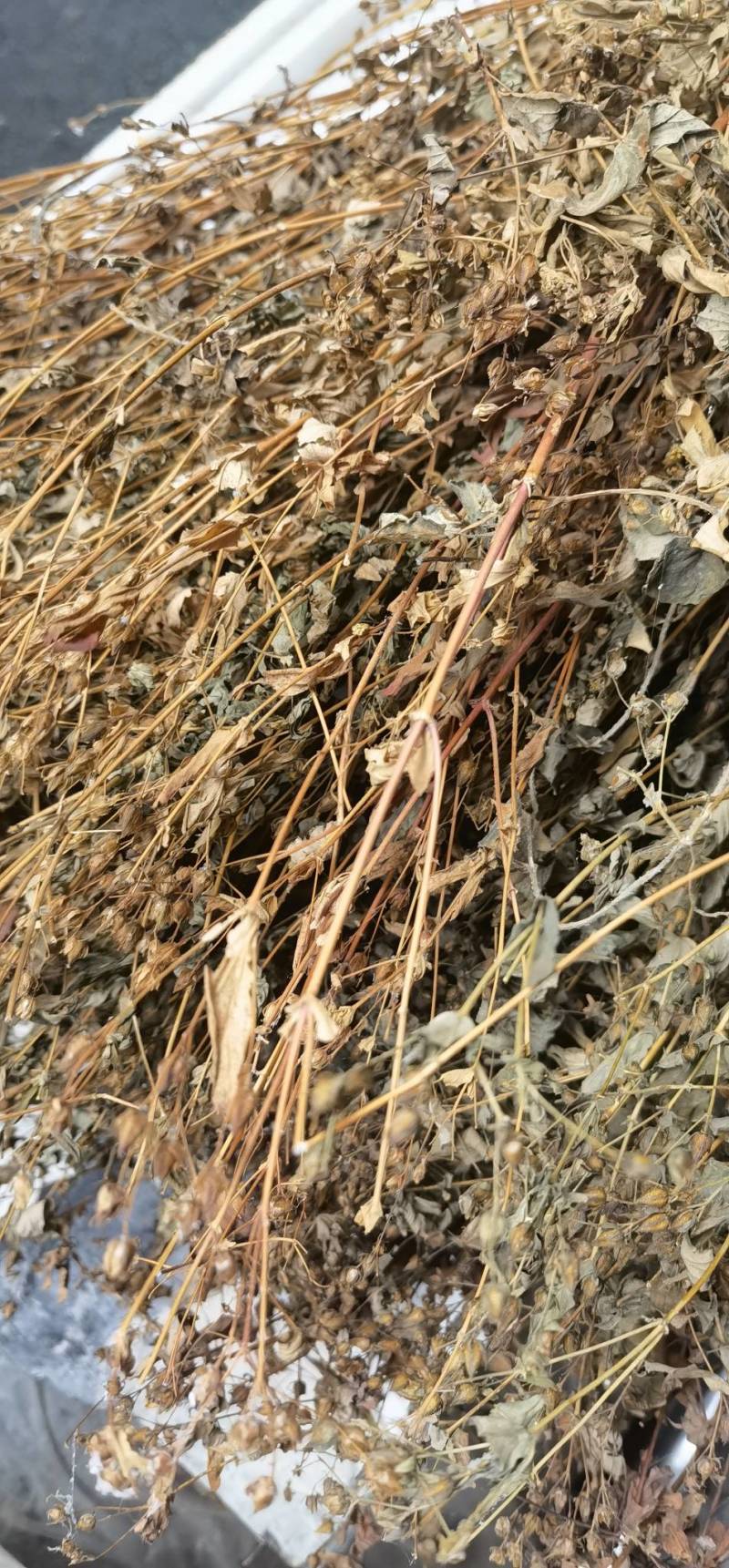 元宝草大对月草纯野生成熟期全草收割四川野生草药