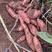 广西精品红薯，西瓜红，008，紫薯，一点红等大量有货