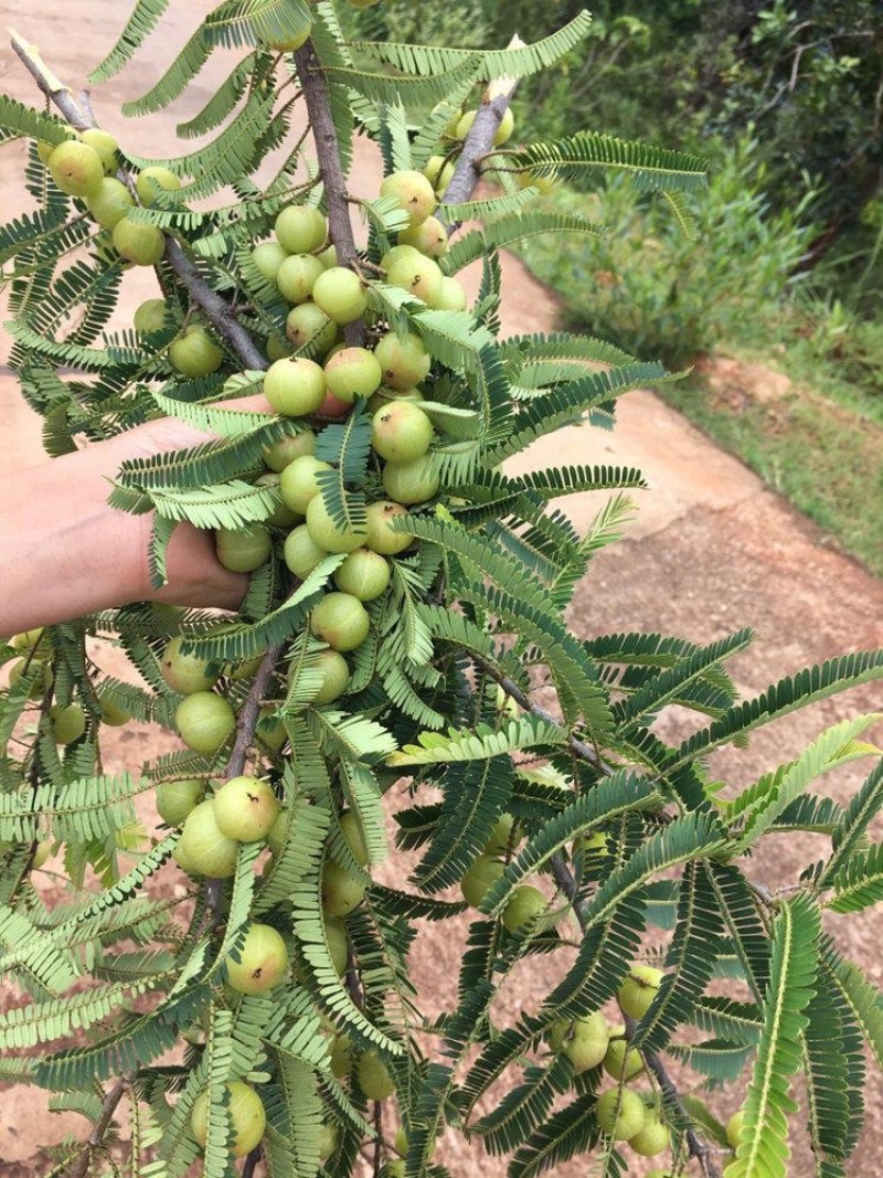 余甘果苗，余甘子，滇橄榄嫁接苗，不零售