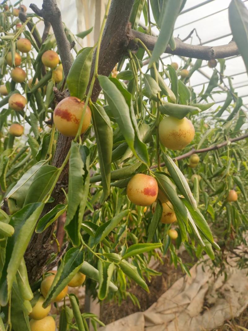 冬枣