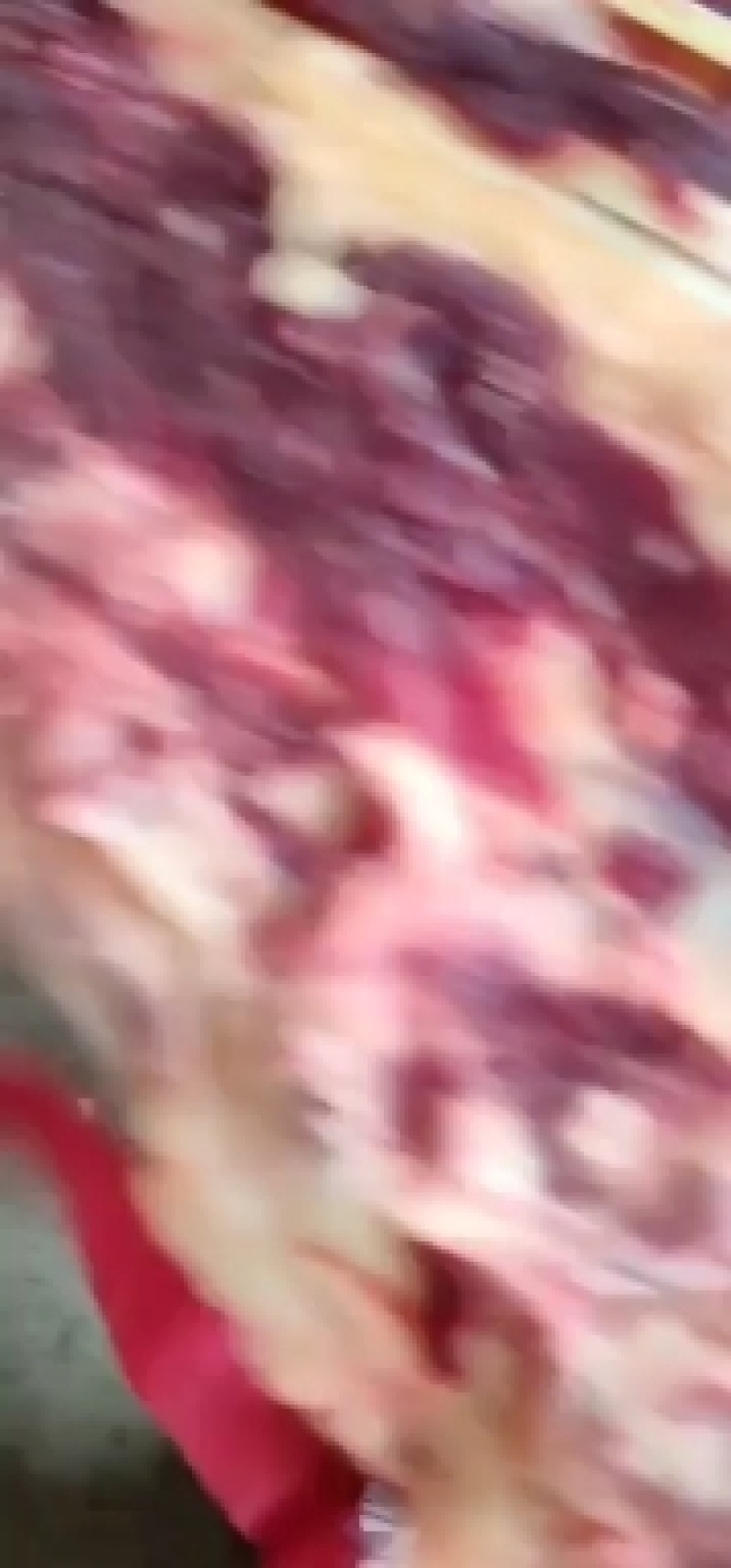 牛骨头一手货源质量保证精品牛骨头欢迎来电咨询