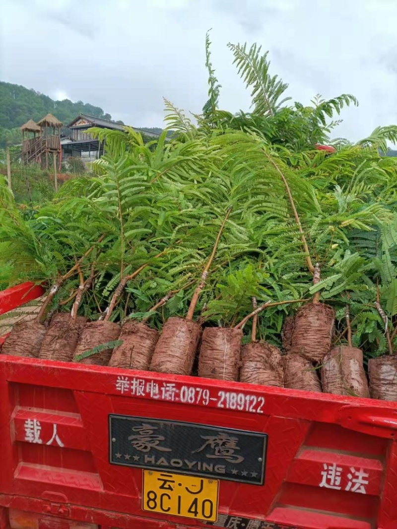 余甘果苗，余甘子，滇橄榄嫁接苗，不零售