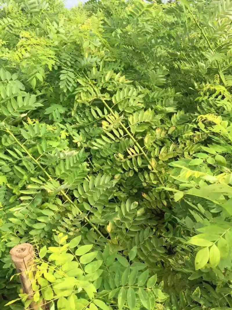 黄金槐/绿化苗木/乔木