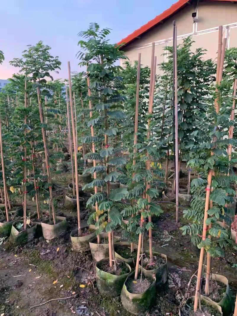 黄金槐/绿化苗木/乔木