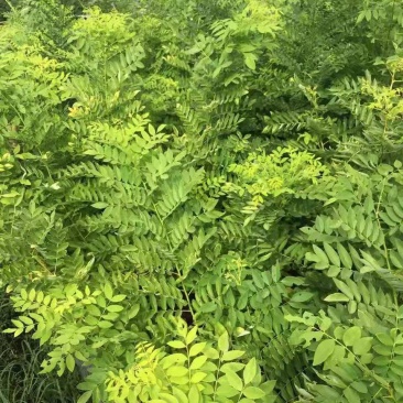 黄金槐/绿化苗木/乔木