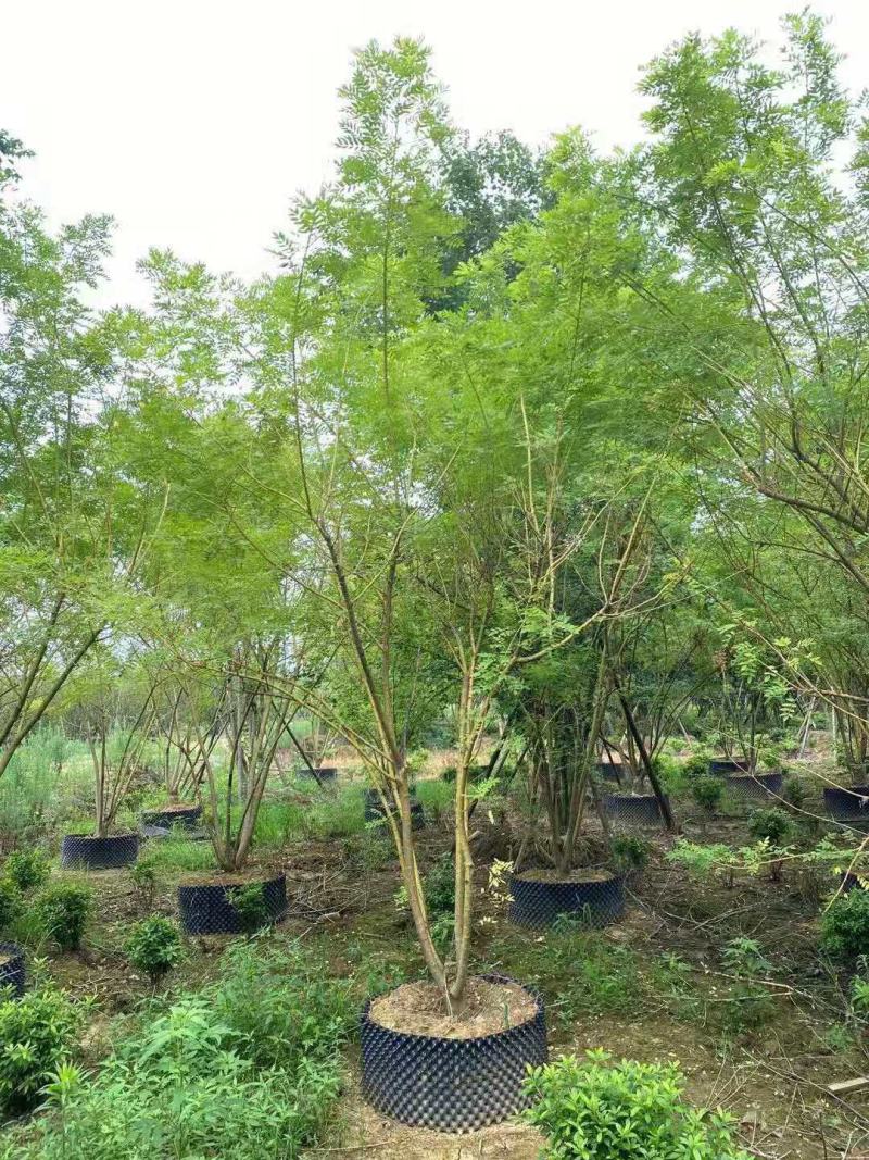 黄金槐树/绿化苗木/乔灌木/槐树原生态树苗/林木树苗