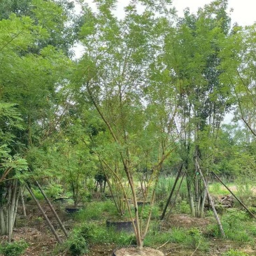 黄金槐树/绿化苗木/乔灌木/槐树原生态树苗/林木树苗