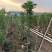 黄金槐/绿化苗木/乔灌木/槐树/林木树苗/绿化苗木/树苗