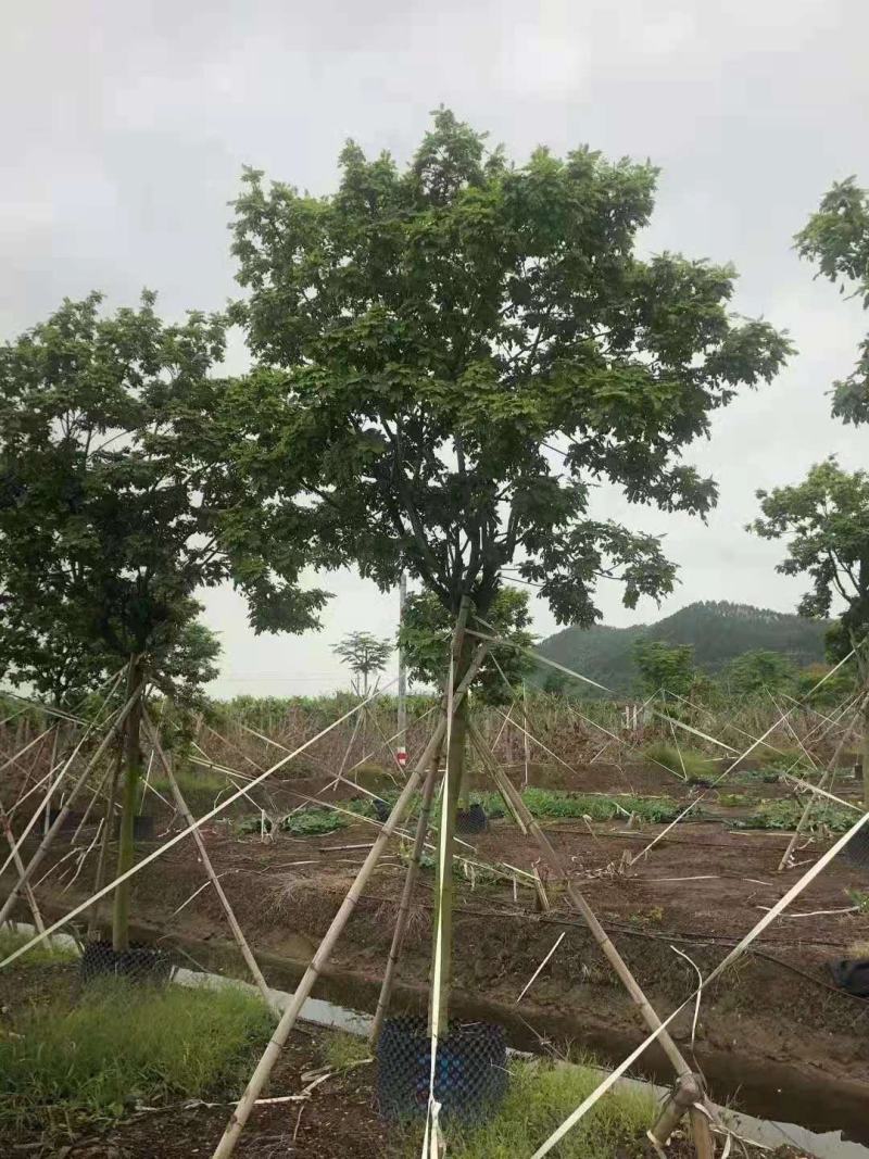 黄金槐/绿化苗木/乔灌木/槐树/林木树苗/绿化苗木/树苗
