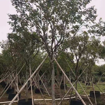 黄金槐/绿化苗木/乔灌木/槐树/林木树苗/绿化苗木/树苗