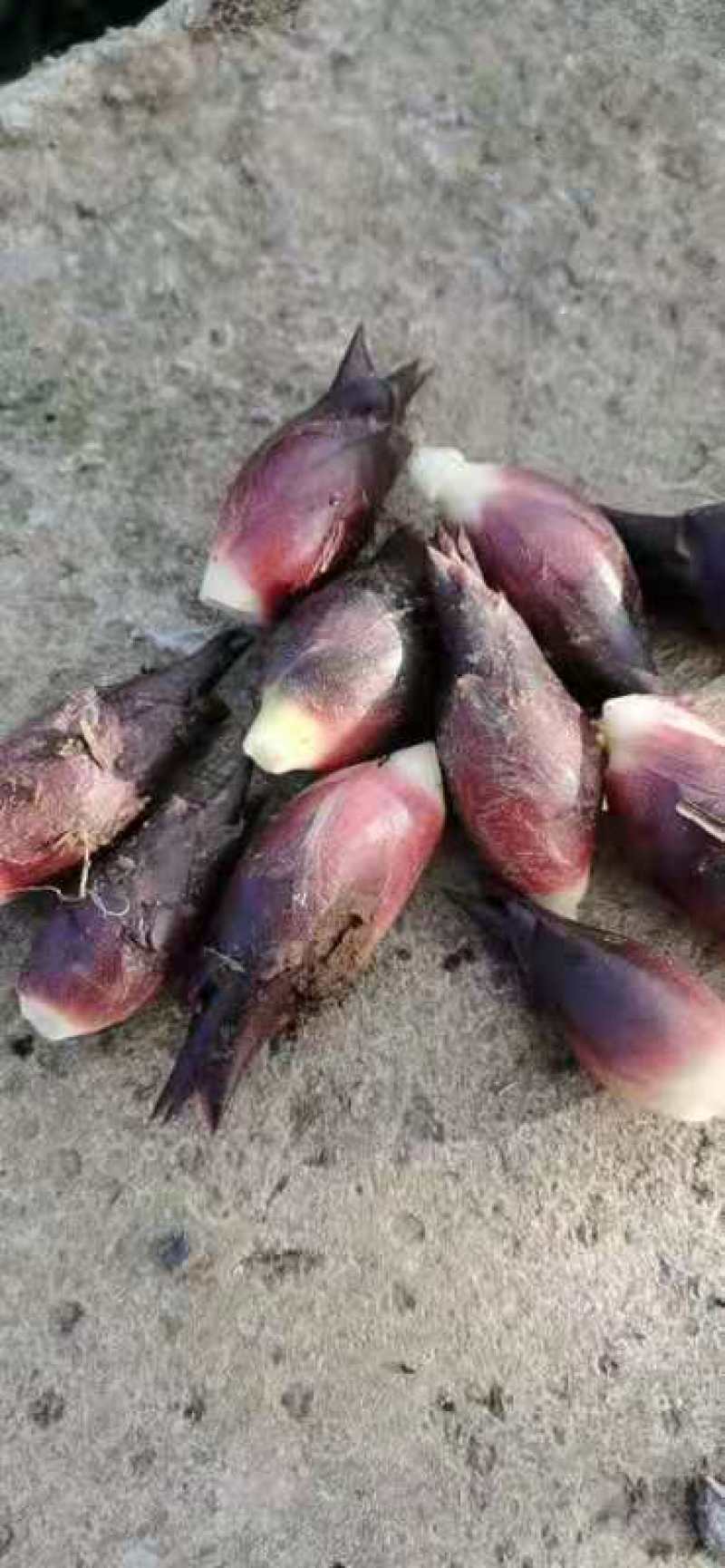 阳荷