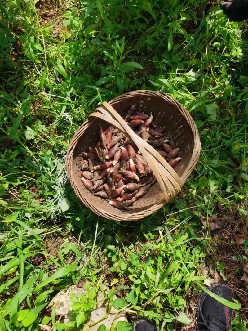 阳荷