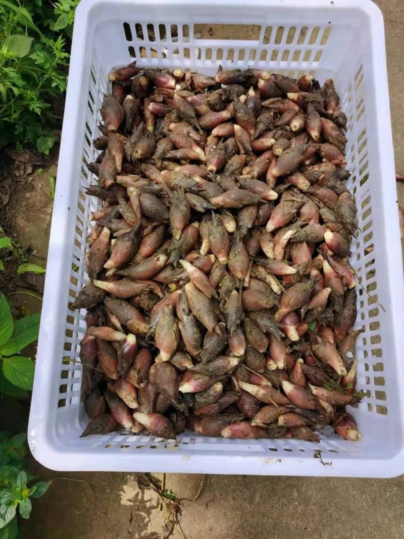 阳荷
