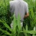 阳荷