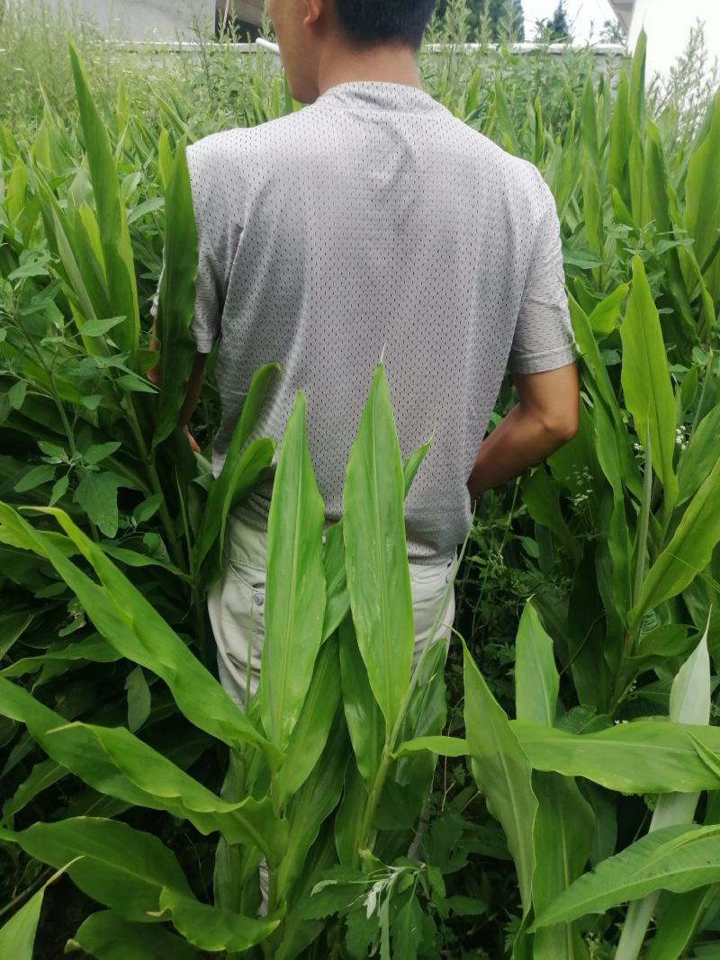 阳荷