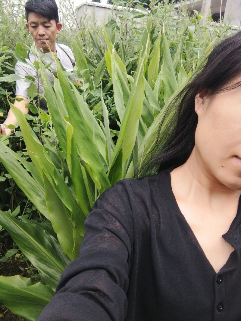阳荷