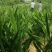 阳荷