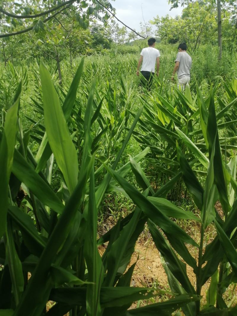 阳荷