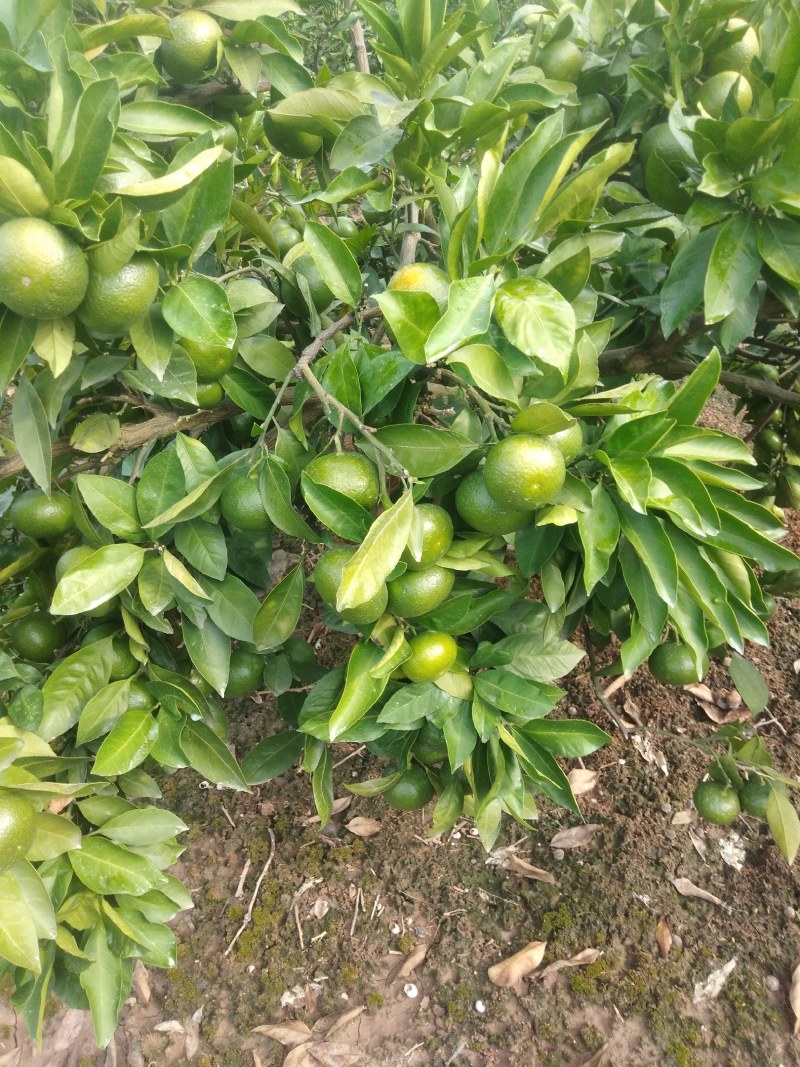 大芬特早蜜桔大量上市口感甜