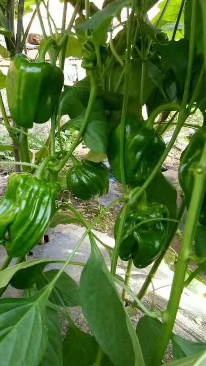 辽宁麻辣椒